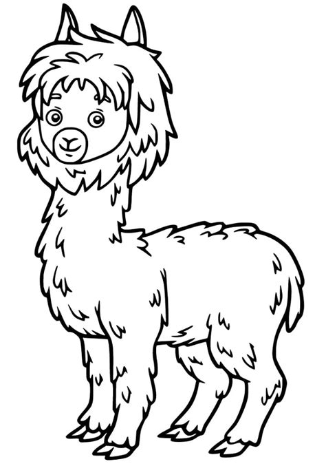 alpaca coloring sheet|pictures of alpacas to print.